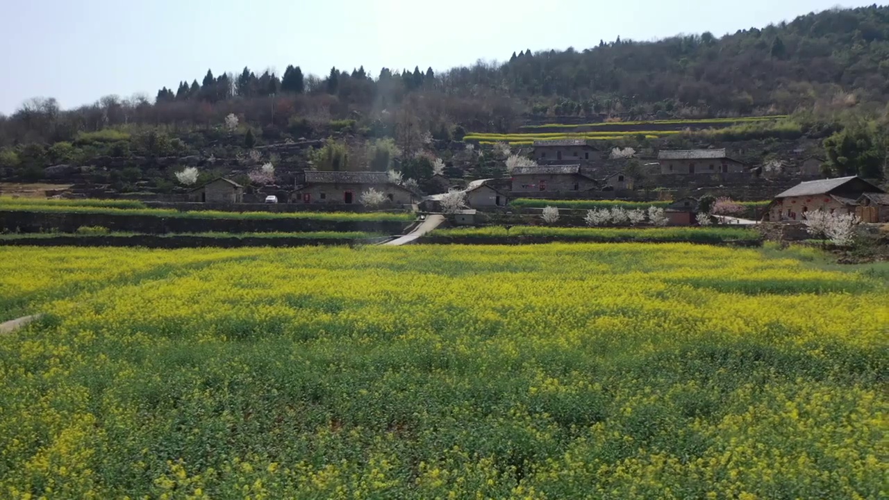 湖北宜昌夷陵区分乡镇南岔湾村，农家石屋与田园油菜花交相辉映视频素材