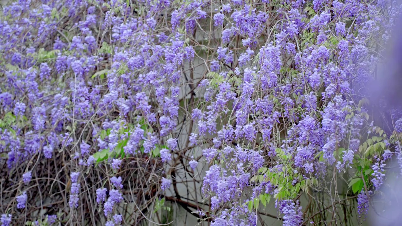 春天盛开的紫藤花视频素材