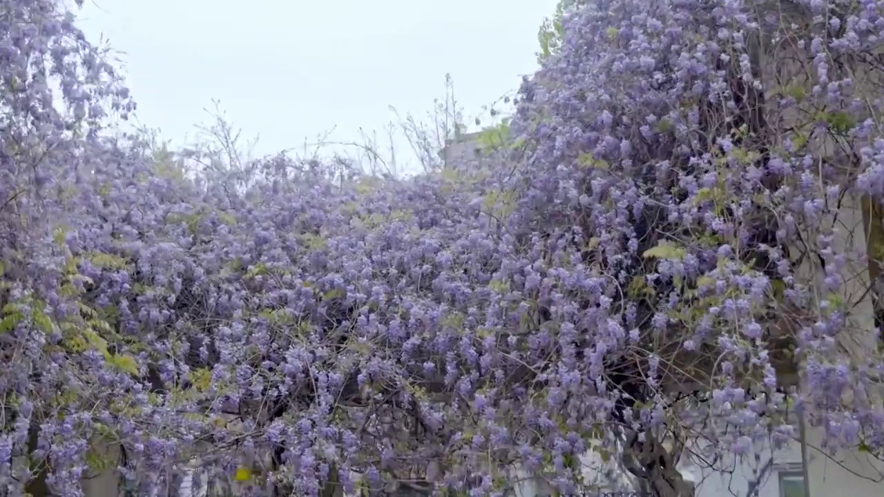 春天盛开的紫藤花视频素材