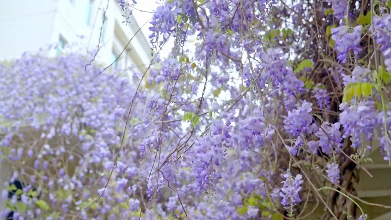 春天盛开的紫藤花视频素材