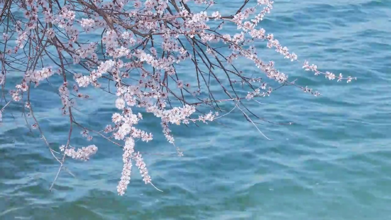 春日的颐和园西提，碧波荡漾的湖水与盛开的桃花视频素材