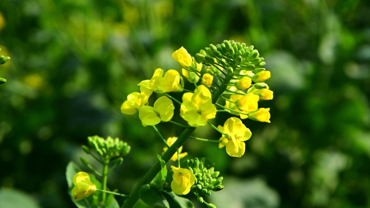 油菜花特写固定拍摄视频素材