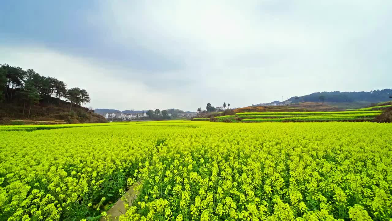 油菜花大全景摇摄视频素材