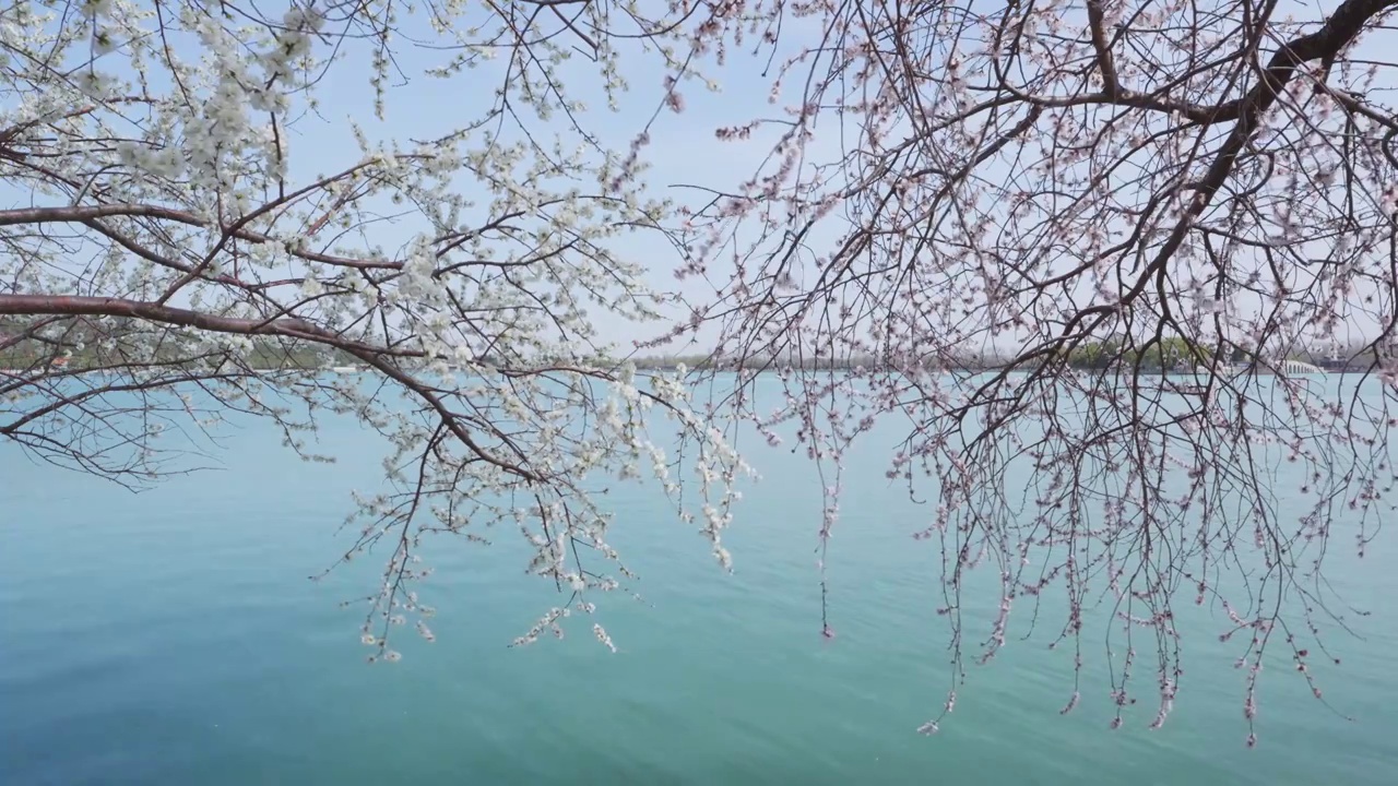 北京颐和园西堤桃花盛开视频素材