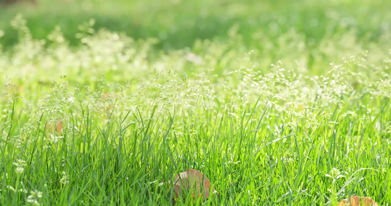 阳光明媚的草地，阳光绿色的小草视频素材