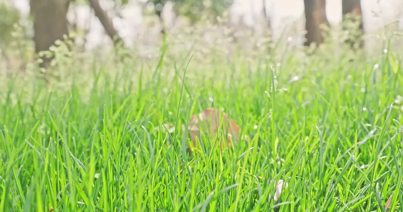 阳光明媚的草地，阳光绿色的小草视频素材