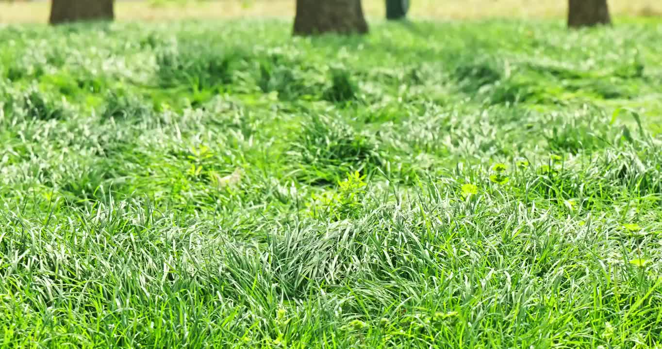 武汉春季春天南岸嘴公园阳光的绿茵草坪视频素材