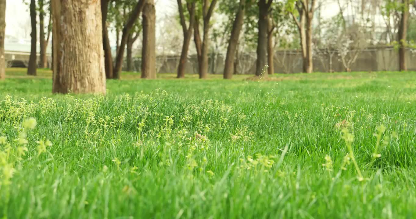 武汉春季春天南岸嘴公园阳光的绿茵草坪视频素材