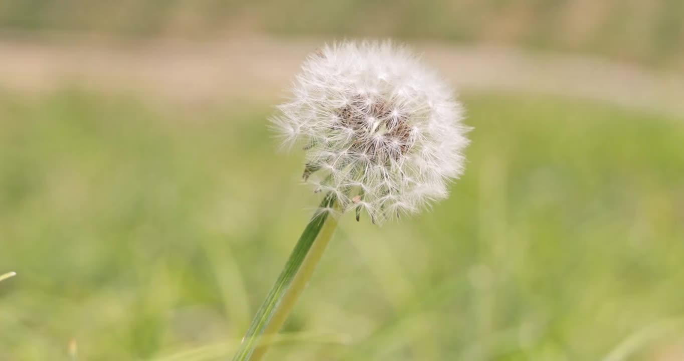 微风吹动着白色蒲公英视频素材