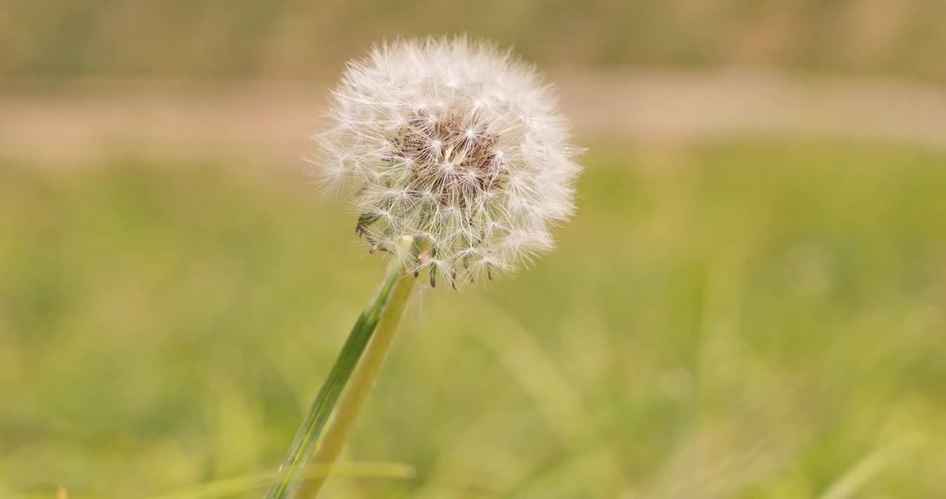 微风吹动着蒲公英视频素材