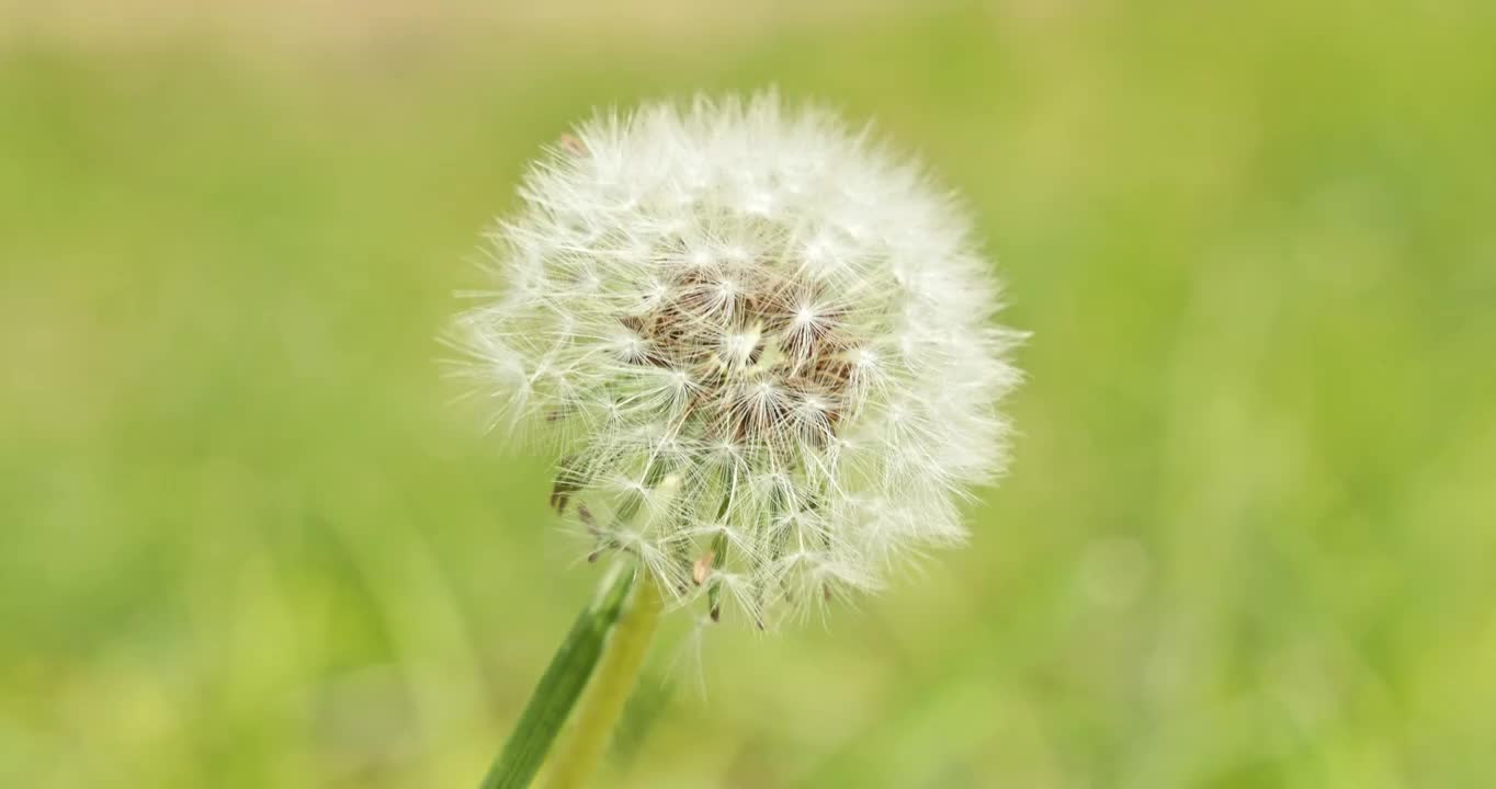 微风吹动着蒲公英视频素材