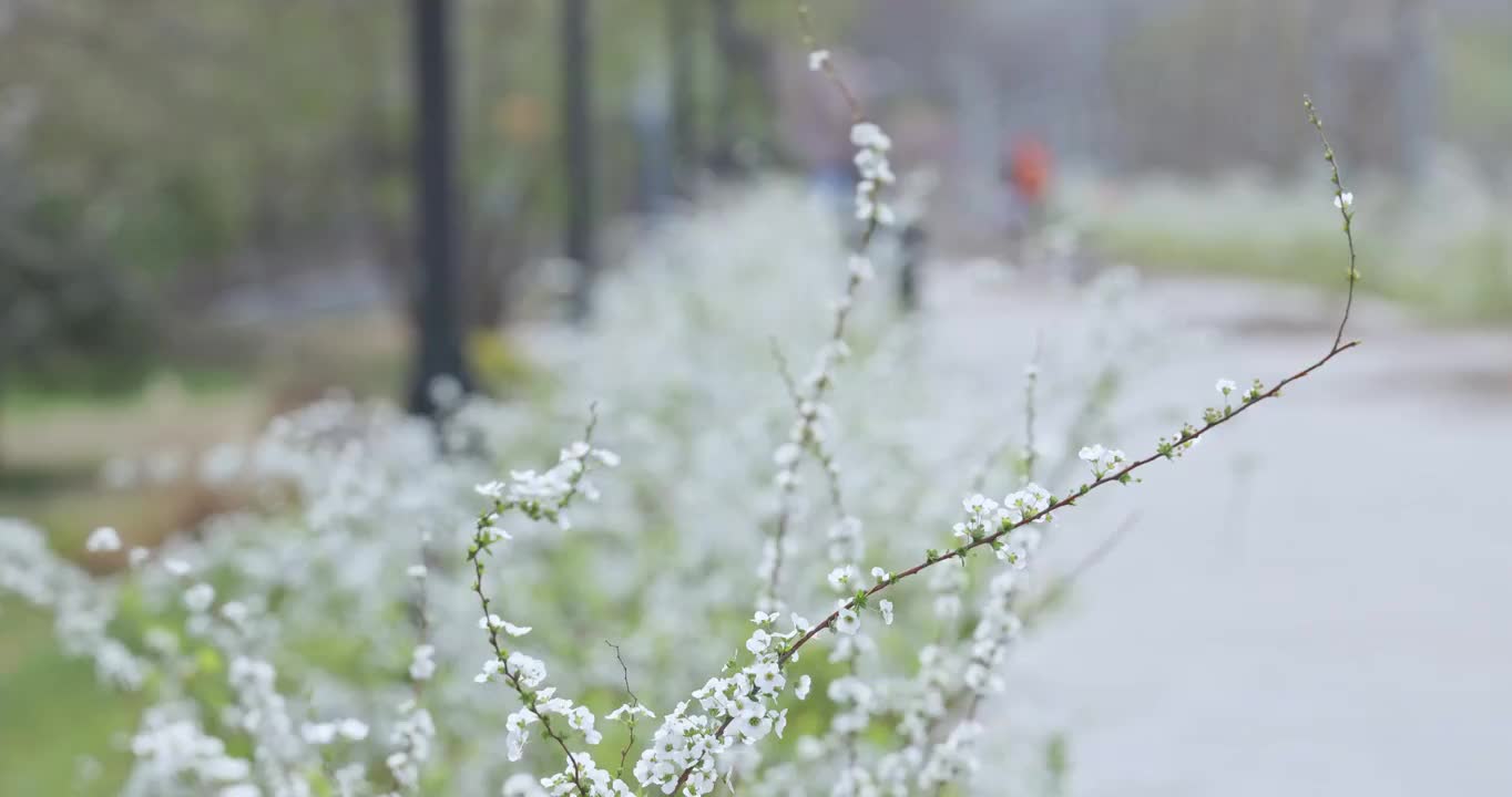 春天南岸嘴公园路边的野花视频素材