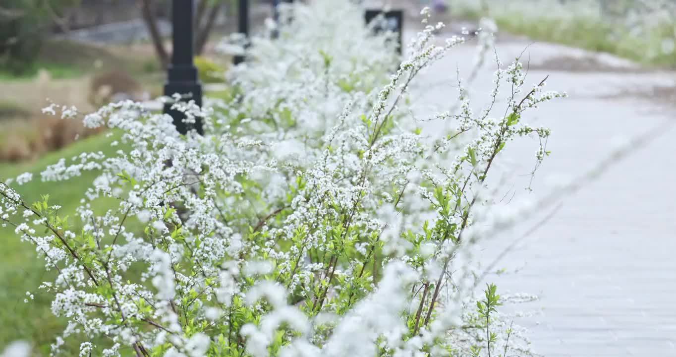 春天南岸嘴公园路边的野花视频素材