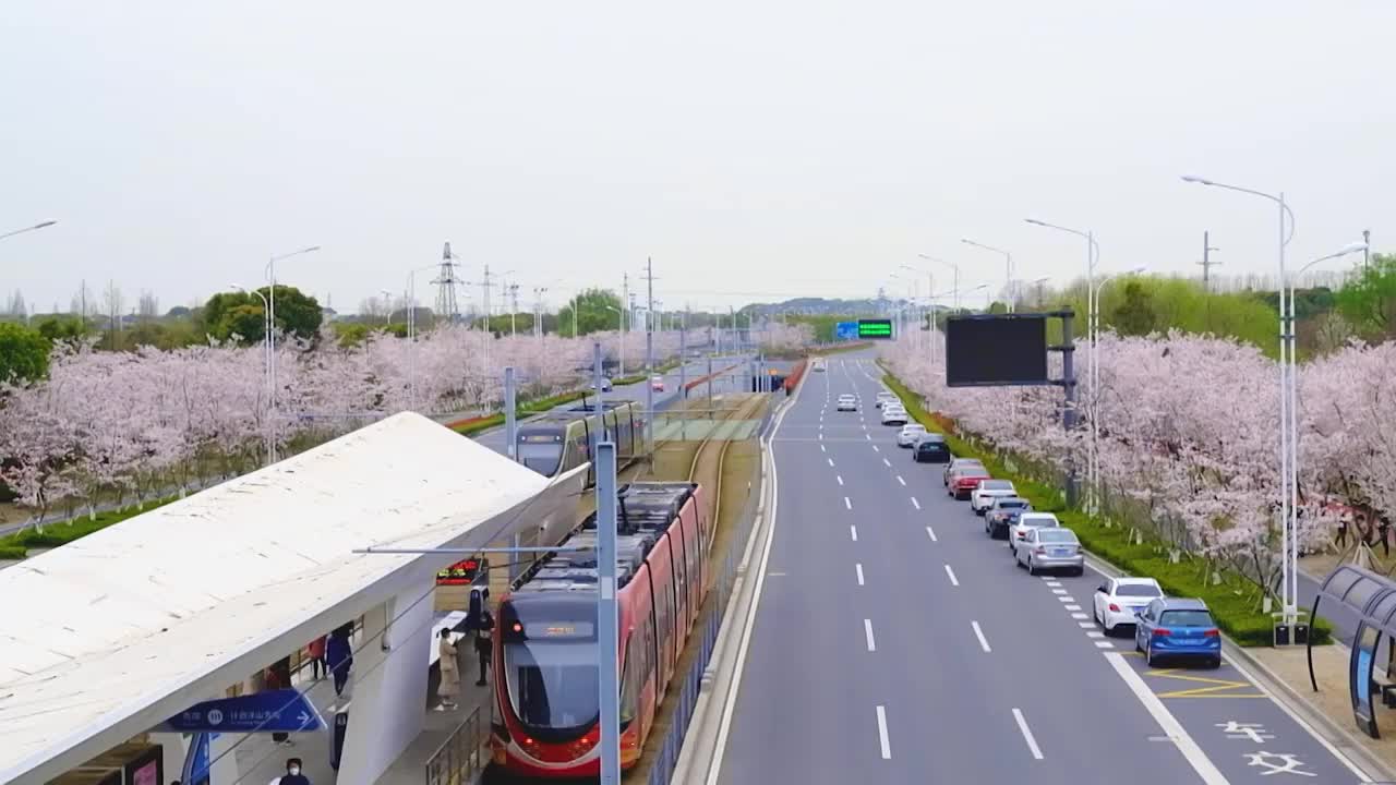 江苏苏州科技城有轨电车樱花大道春天樱花风景视频素材