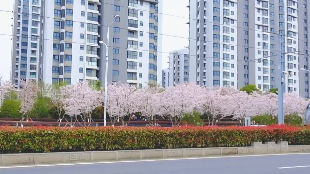 江苏苏州科技城有轨电车樱花大道春天樱花风景视频素材