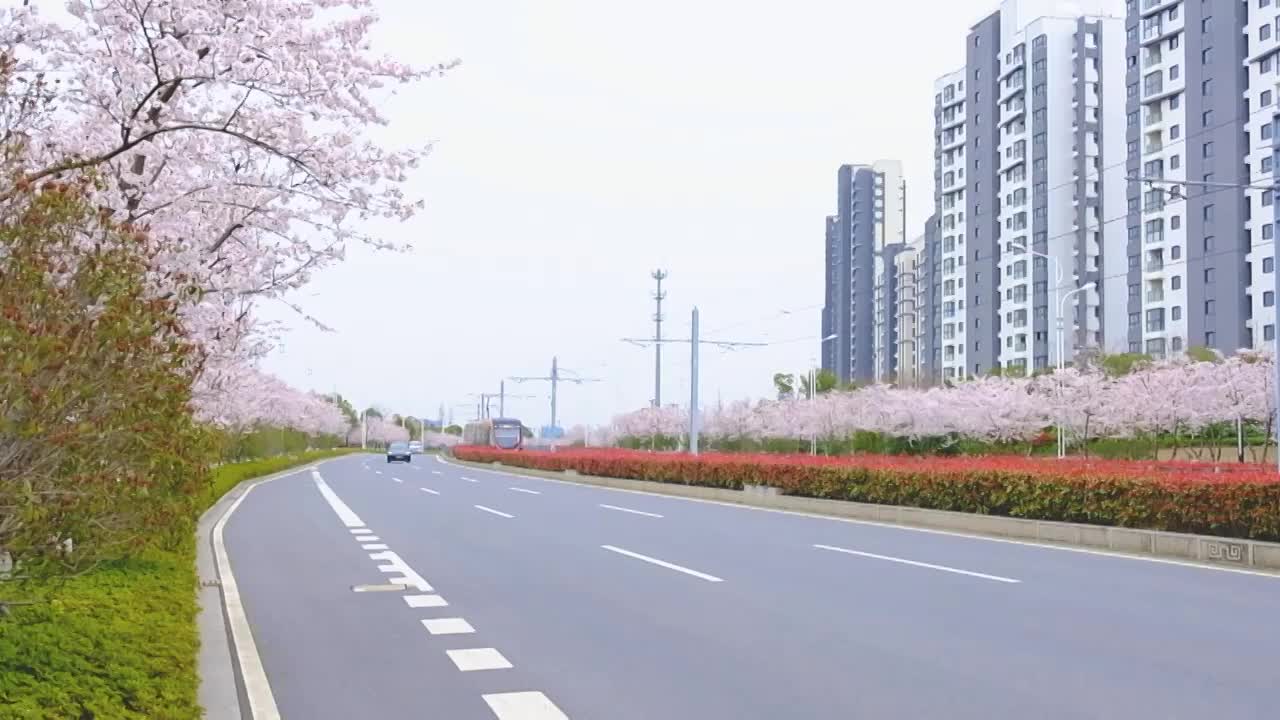 江苏苏州科技城有轨电车樱花大道春天樱花风景视频素材