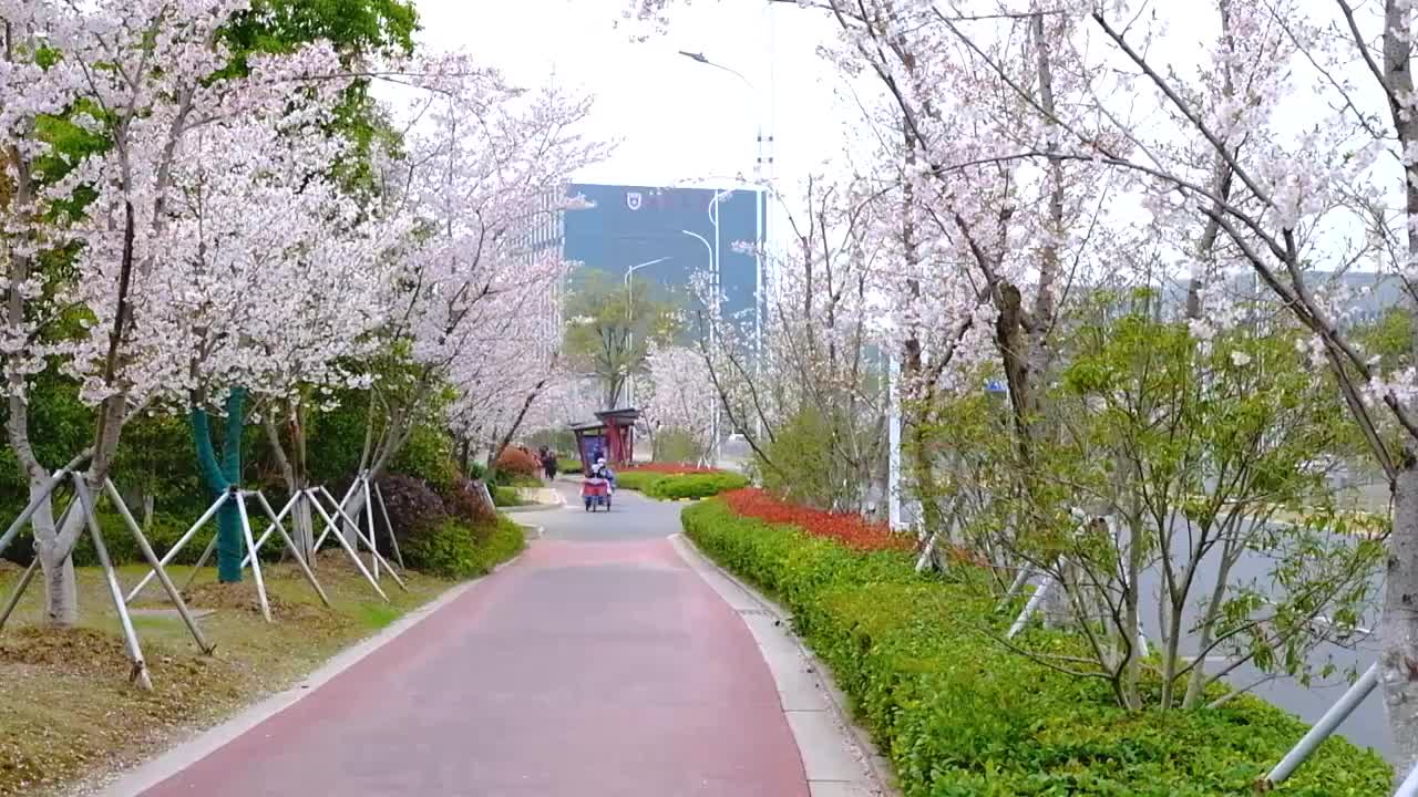 江苏苏州科技城有轨电车樱花大道春天樱花风景视频素材