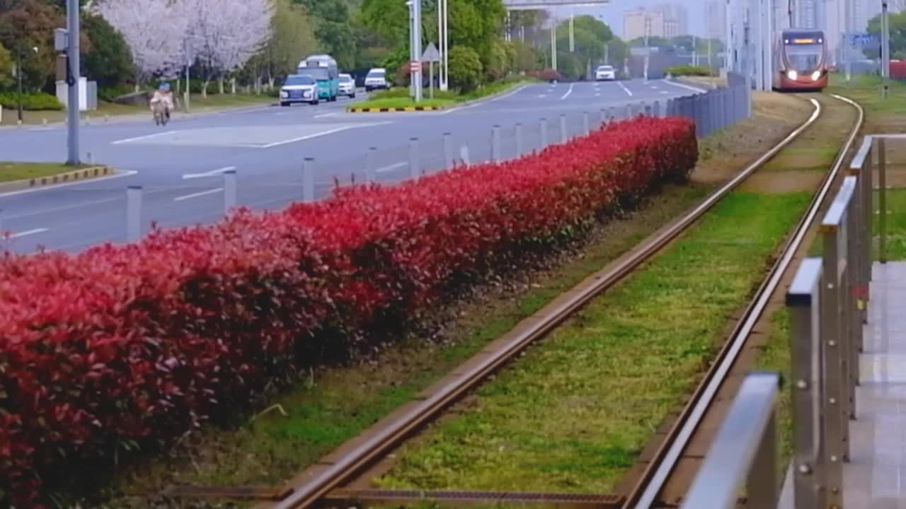 江苏苏州科技城有轨电车樱花大道春天樱花风景视频素材