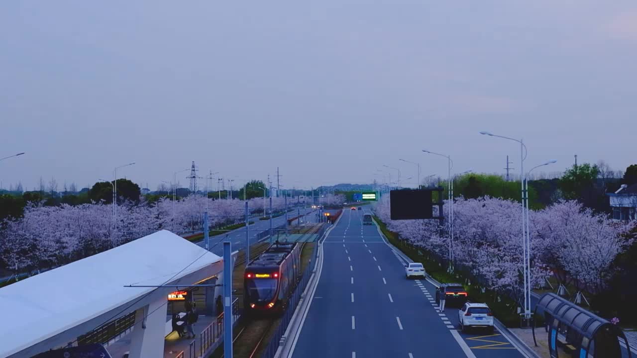 江苏苏州科技城有轨电车樱花大道春天樱花风景视频素材