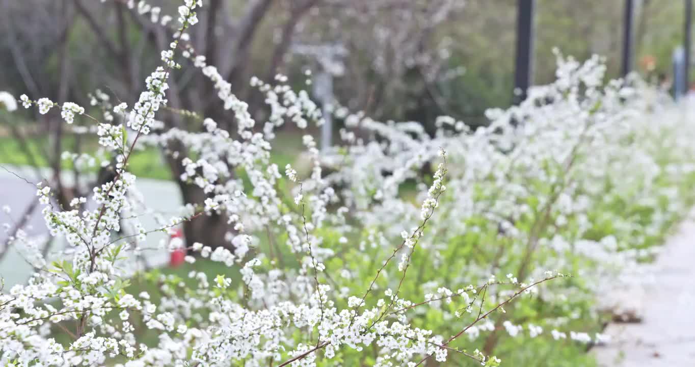 春天南岸嘴公园路边的野花视频素材