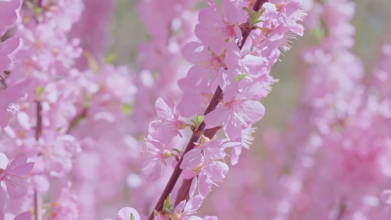 北京玉渊潭樱花，樱花，浪漫樱花视频素材