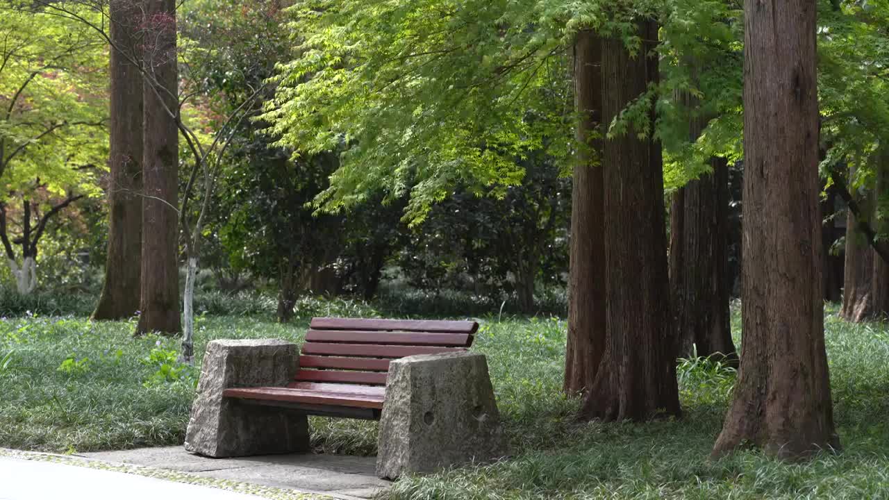 春天 绿色枫叶鸡爪槭视频素材