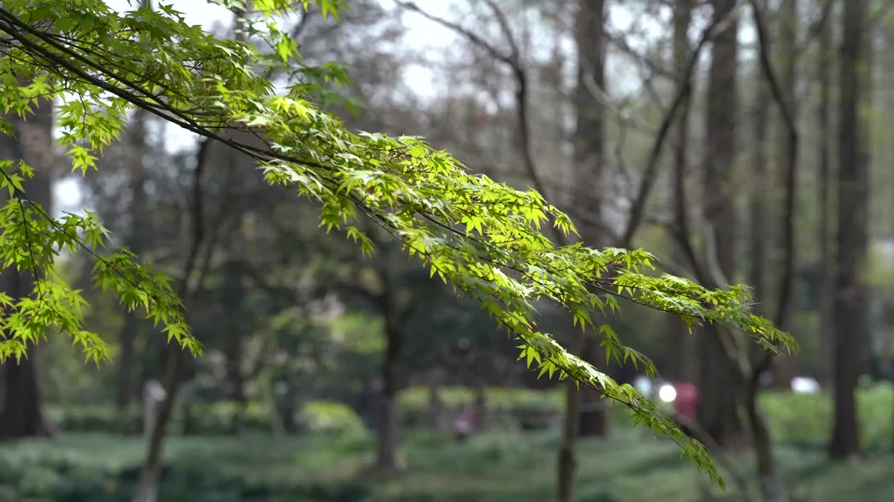 春天 绿色枫叶鸡爪槭视频素材