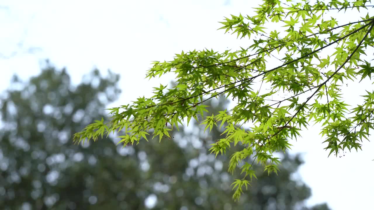 春天 绿色枫叶鸡爪槭视频素材