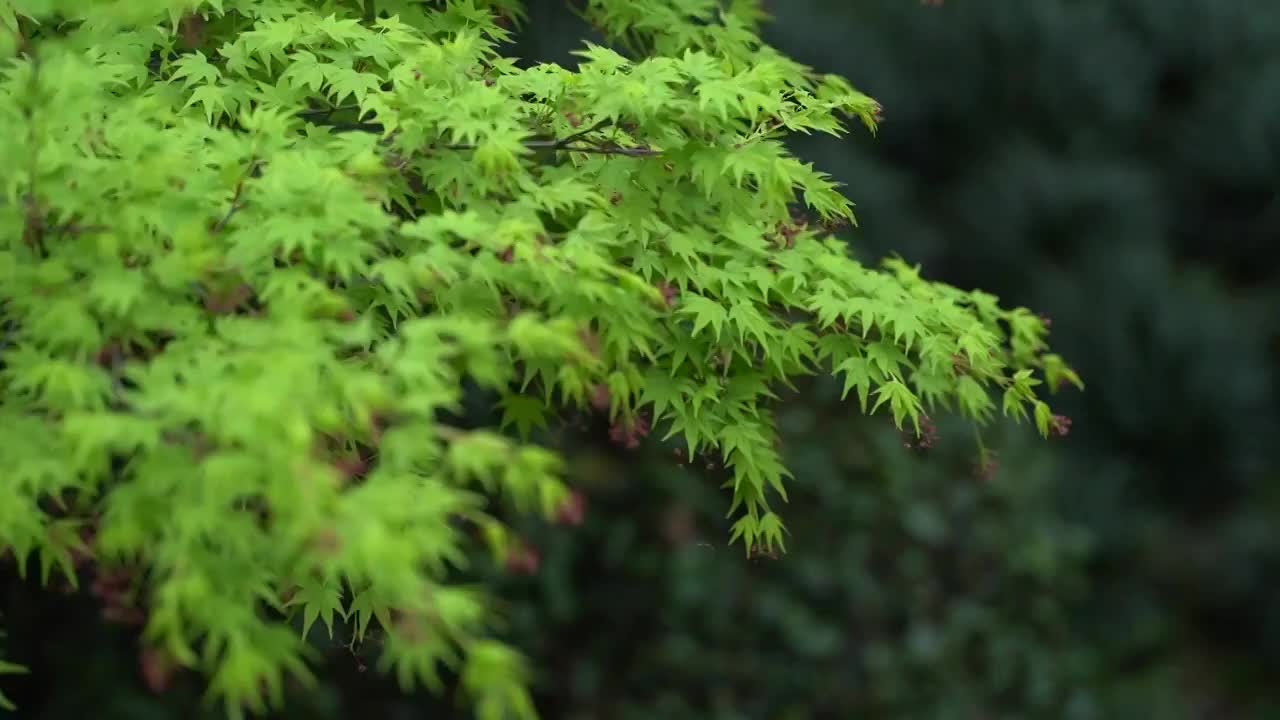 春天 绿色枫叶鸡爪槭视频素材