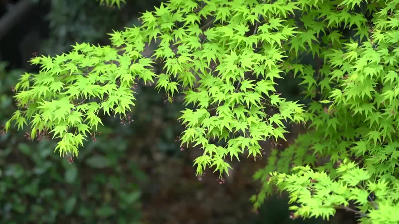 春天 绿色枫叶鸡爪槭视频素材