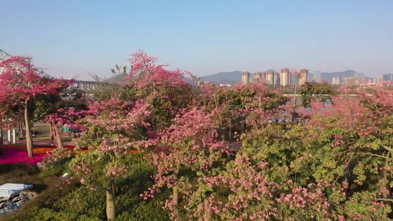 航拍空中鸟瞰春天公园开满异木棉花视频素材