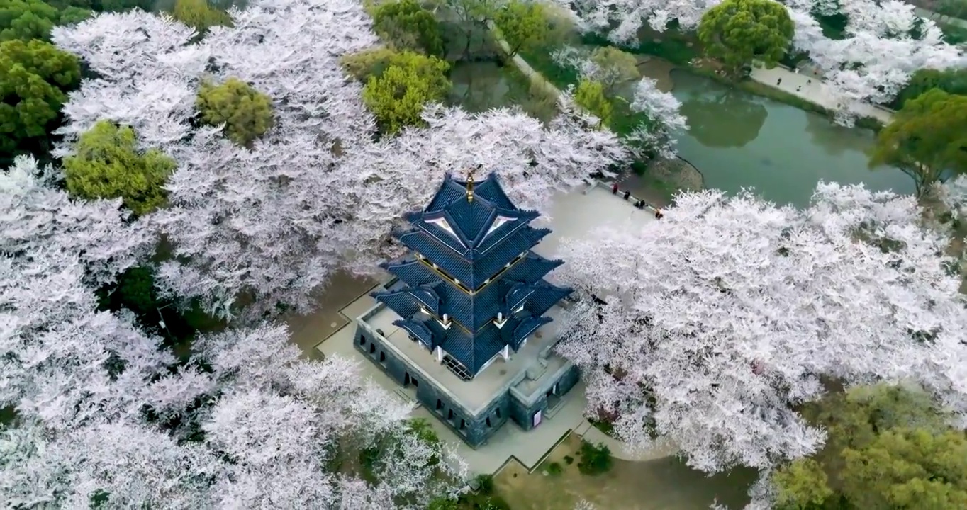 世界三大赏胜地无锡市太湖鼋头渚风景区赏樱楼樱花风光视频素材