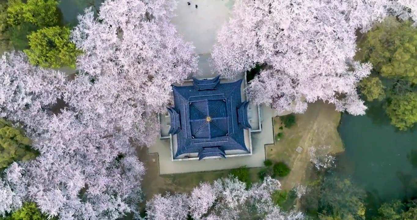 世界三大赏胜地无锡市太湖鼋头渚风景区赏樱楼樱花风光视频素材