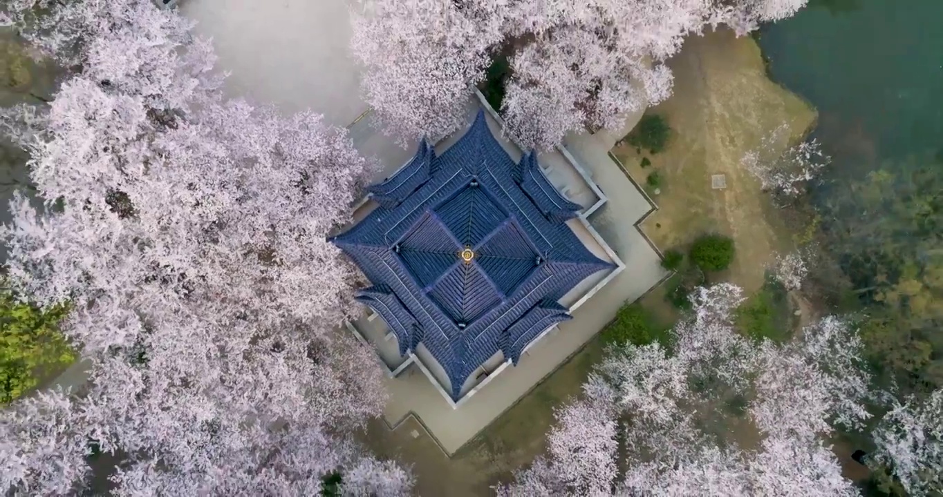 世界三大赏胜地无锡市太湖鼋头渚风景区赏樱楼樱花风光视频素材