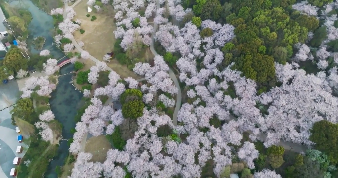 世界三大赏胜地无锡市太湖鼋头渚风景区赏樱楼樱花风光视频素材