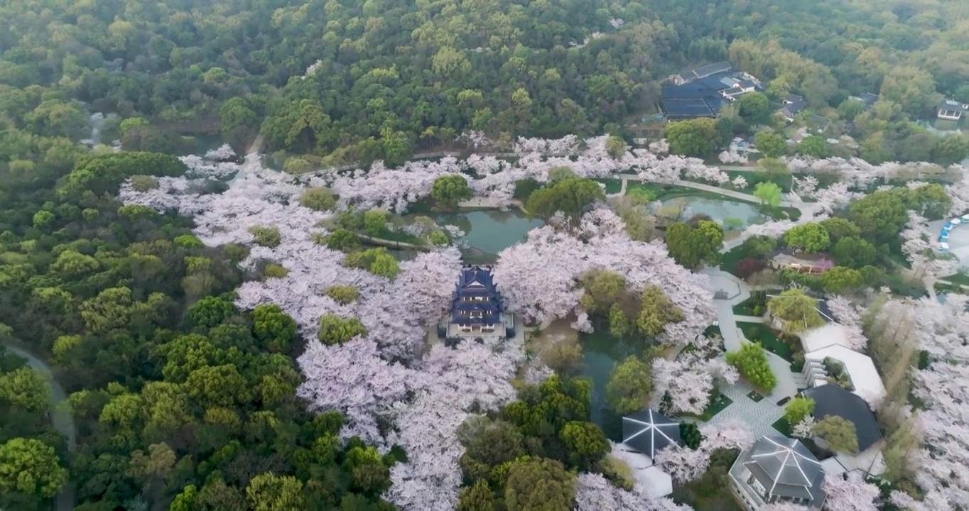 世界三大赏胜地无锡市太湖鼋头渚风景区赏樱楼樱花风光视频素材