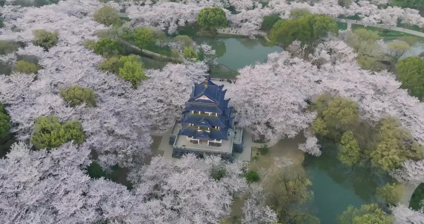 世界三大赏胜地无锡市太湖鼋头渚风景区赏樱楼樱花风光视频素材