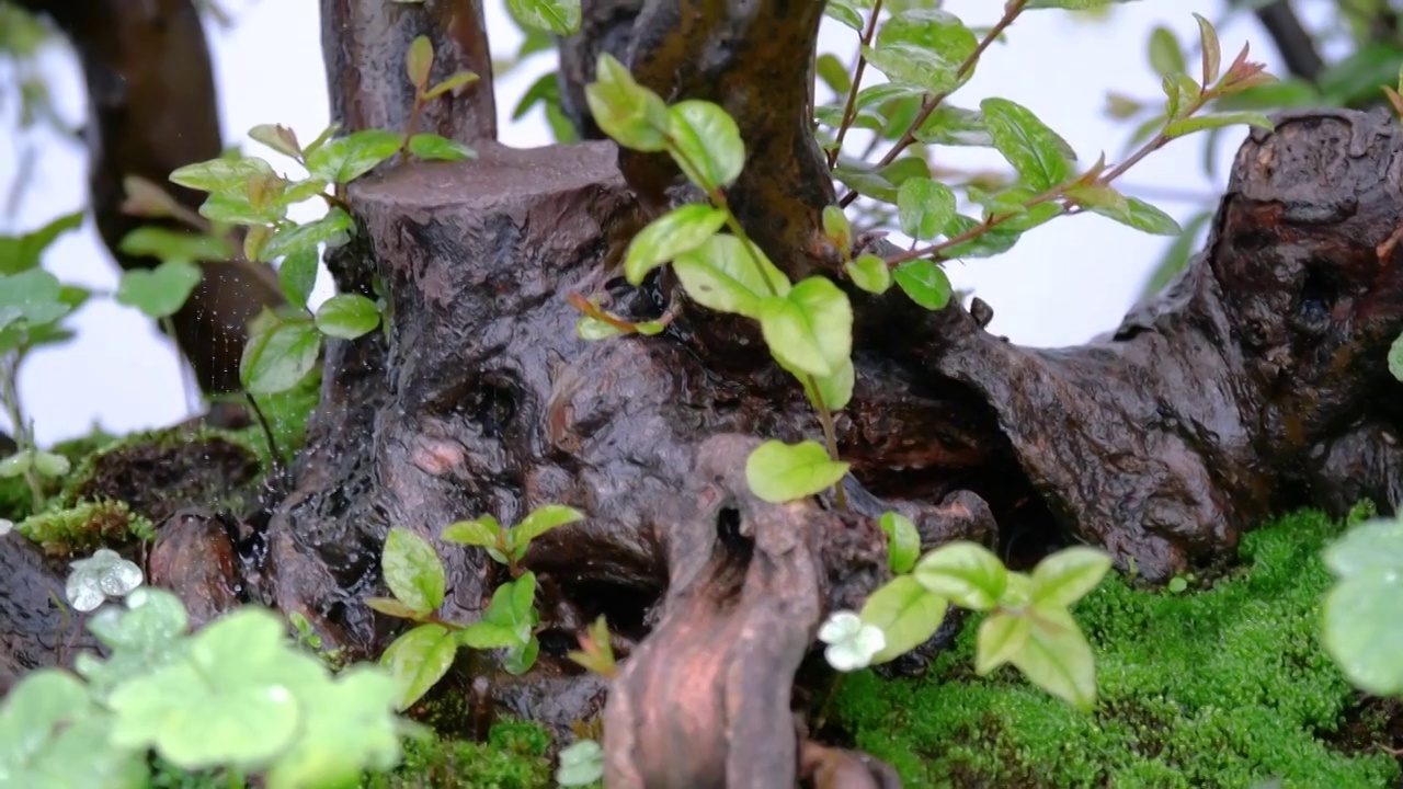 春天苔藓古树盆景园林造景微缩盆栽春天培植茶树发芽古朴清幽禅意绵绵老树盘根发芽生命旺盛绿色植物养眼视频素材