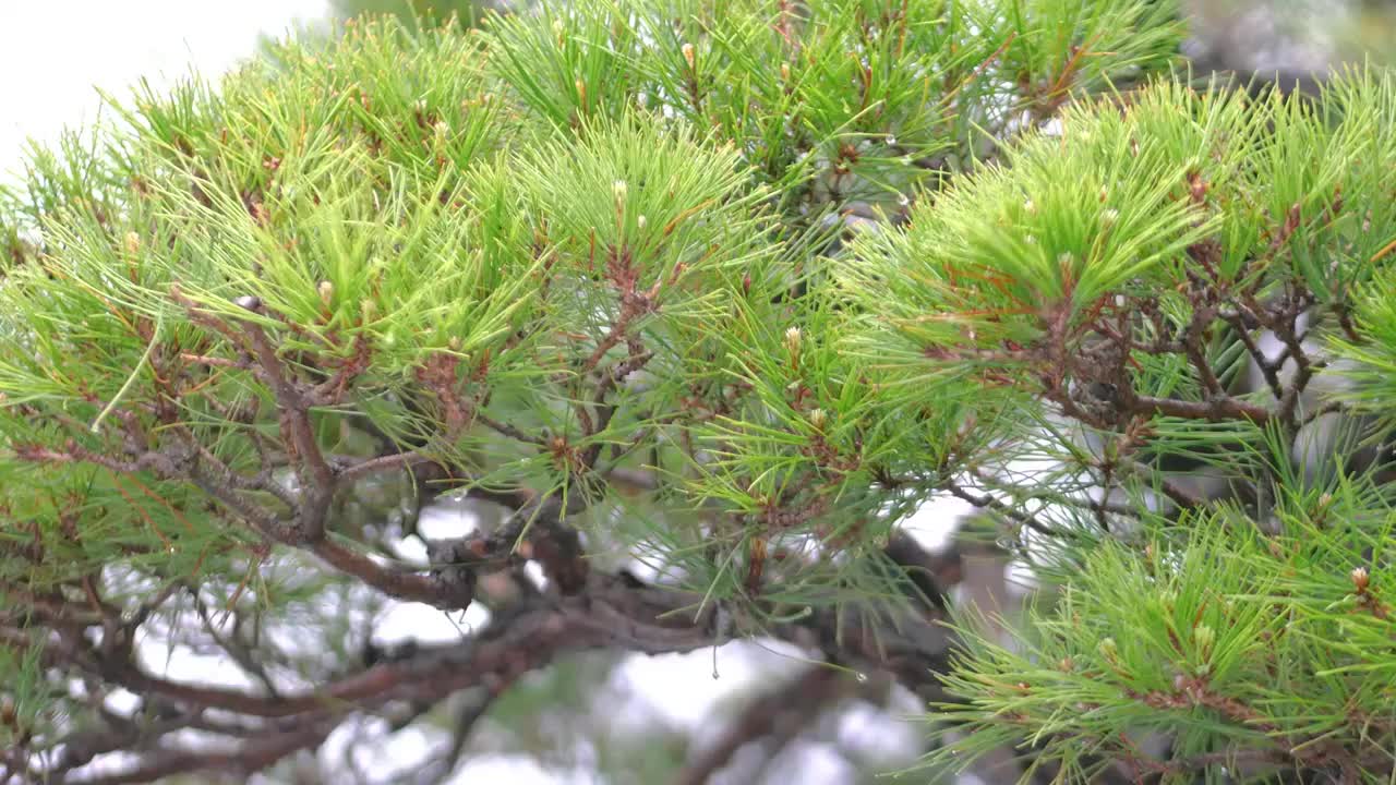 早春雨后古树盆景园林造景微缩盆栽罗汉松培植树发芽结果古朴清幽禅意绵绵老树盘根发芽生命旺盛绿色植物养眼视频素材