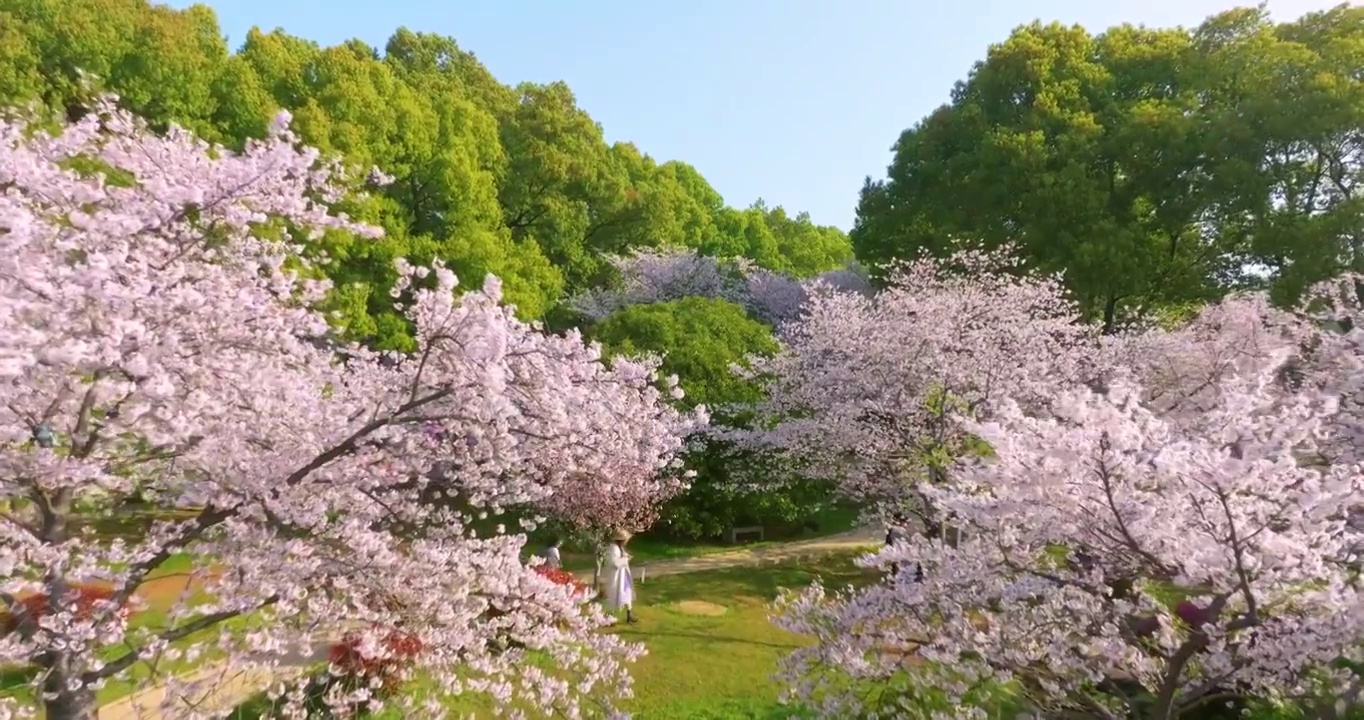 武汉东湖磨山樱花园春季风光视频素材