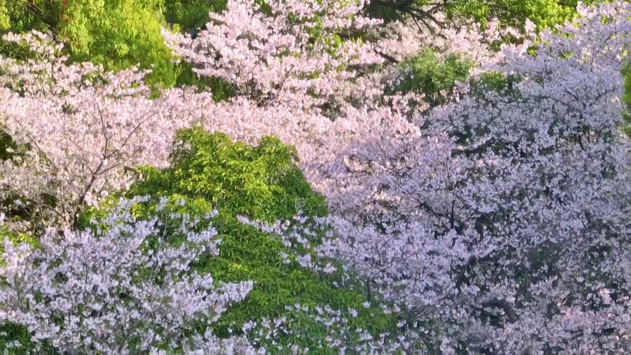 武汉东湖磨山樱花园春季风光视频素材