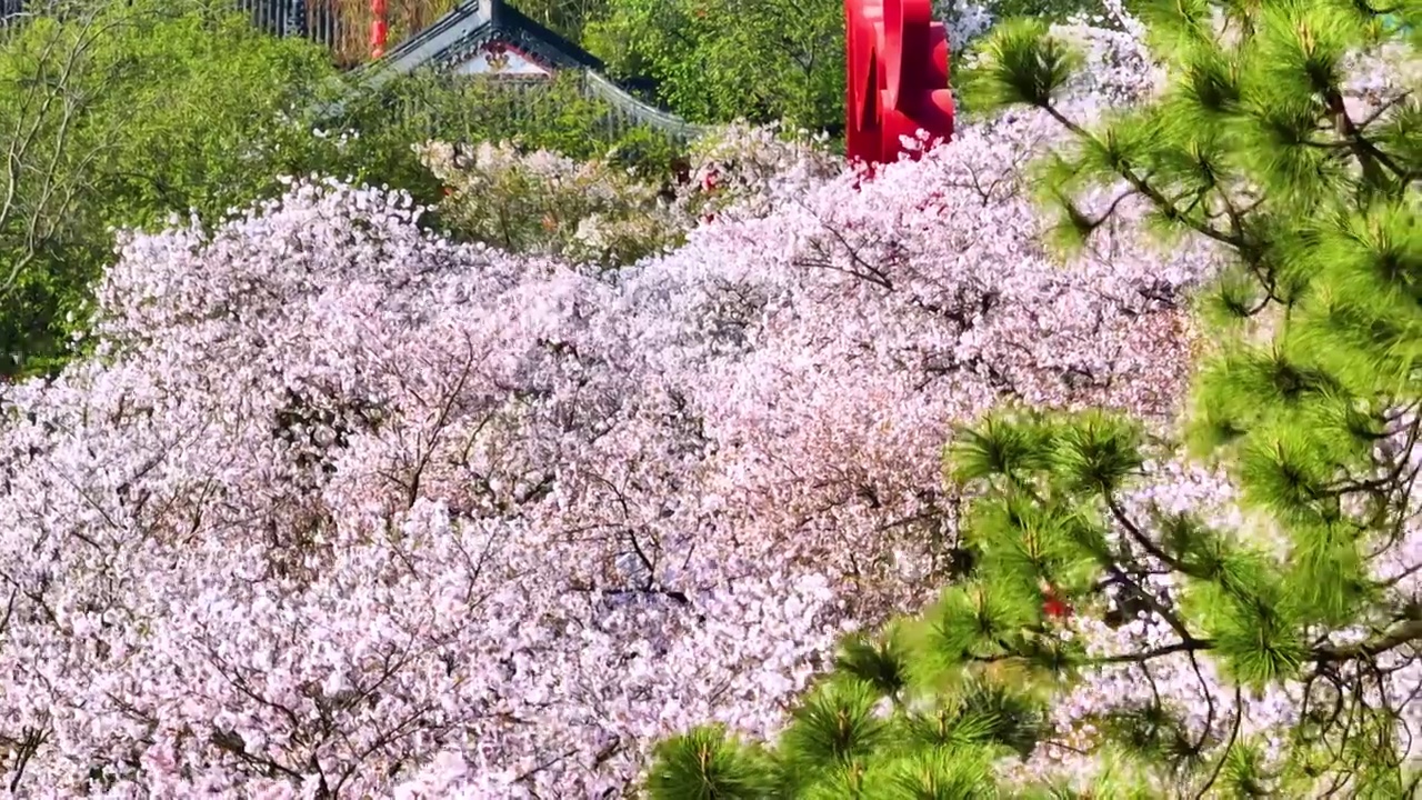 武汉东湖磨山樱花园春季风光视频素材