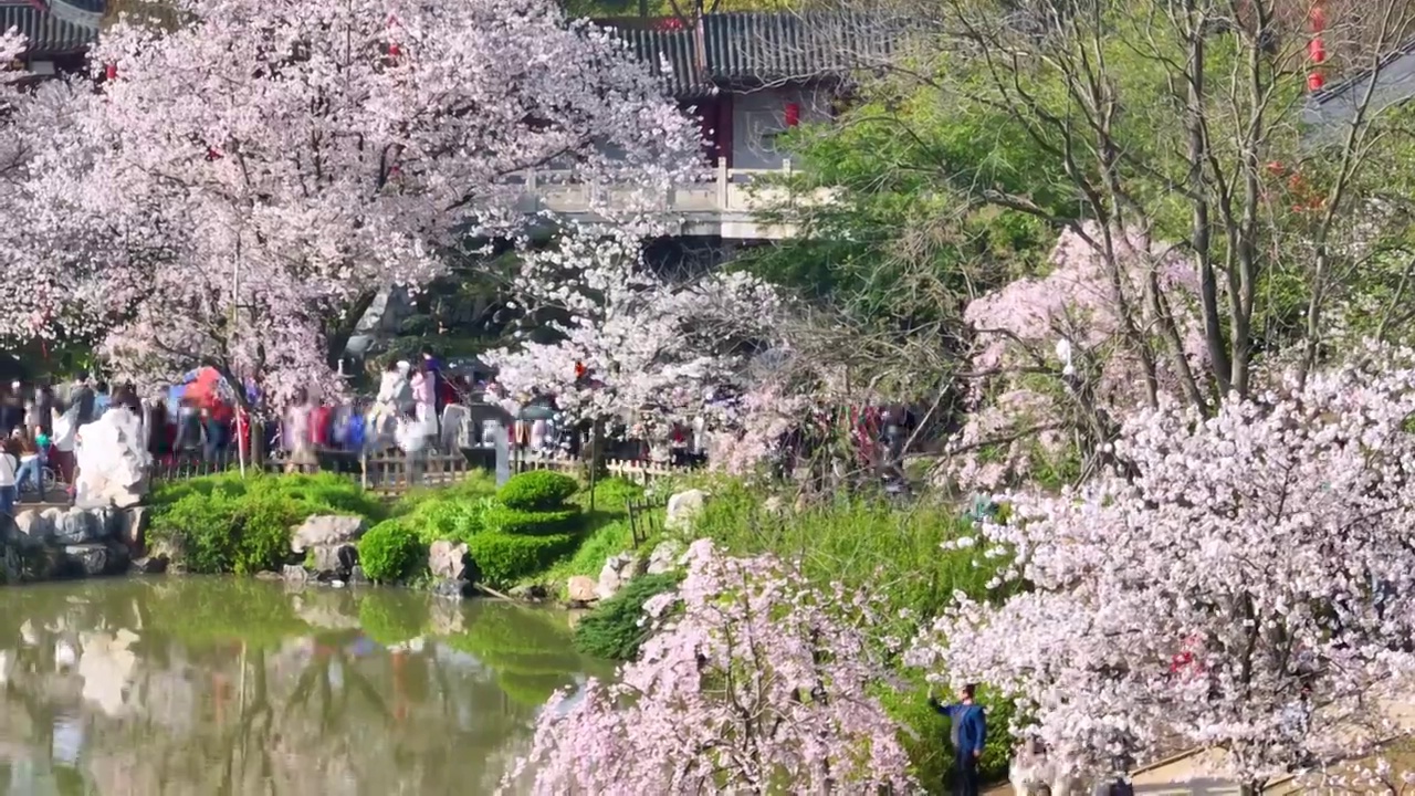 武汉东湖磨山樱花园春季风光视频素材