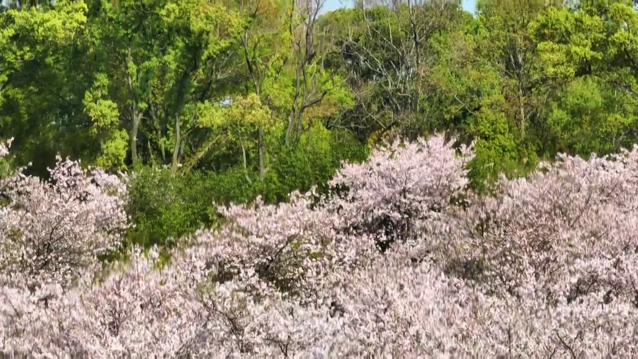 武汉东湖磨山樱花园春季风光视频素材