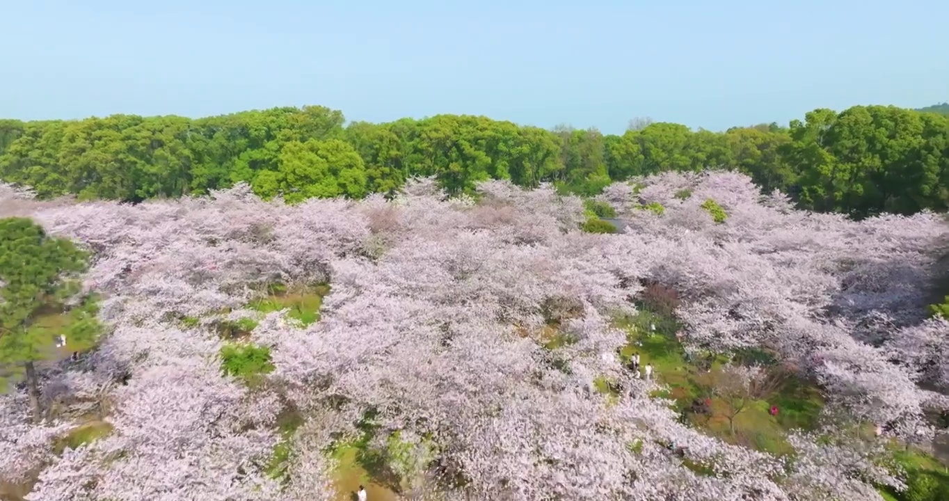 武汉东湖磨山樱花园春季风光视频素材