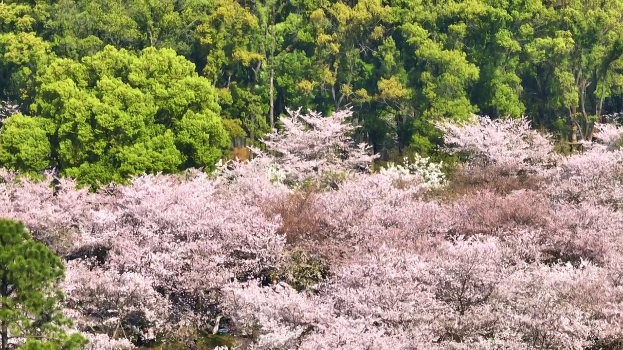 武汉东湖磨山樱花园春季风光视频素材