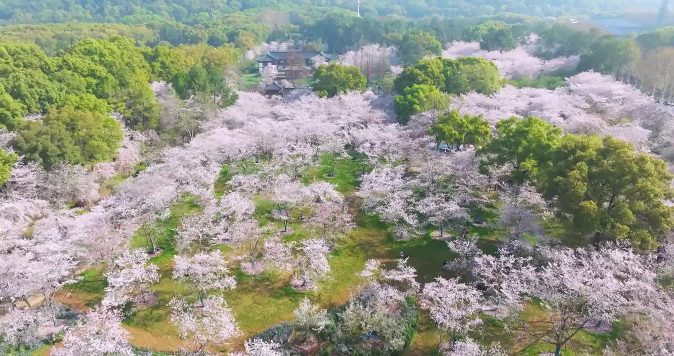 武汉东湖磨山樱花园春季风光视频素材