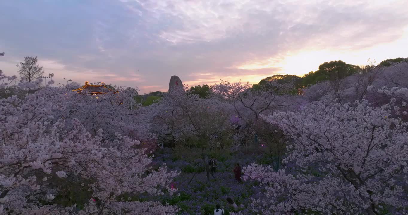 武汉东湖磨山樱花园春季风光视频素材