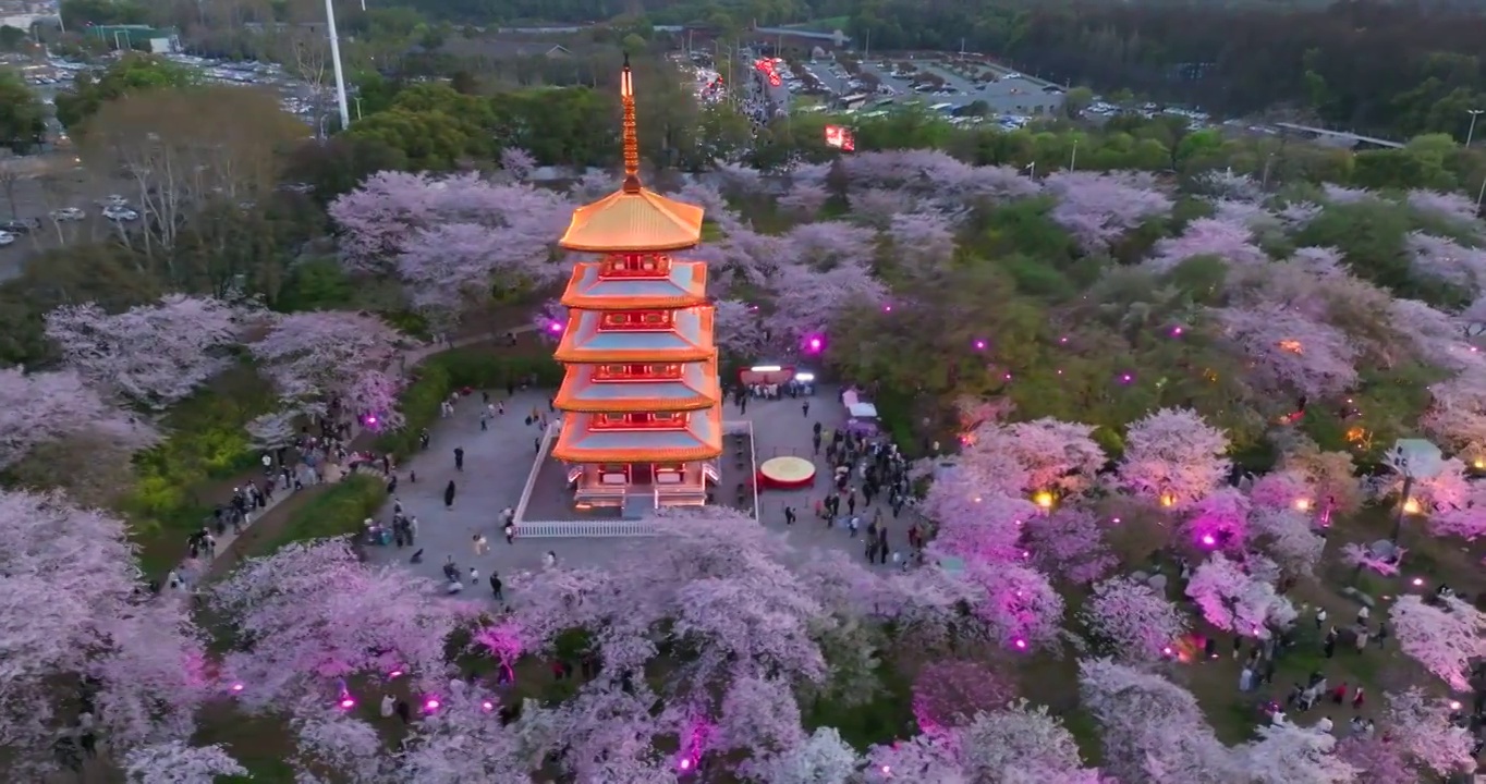 武汉东湖磨山樱花园春季风光视频素材