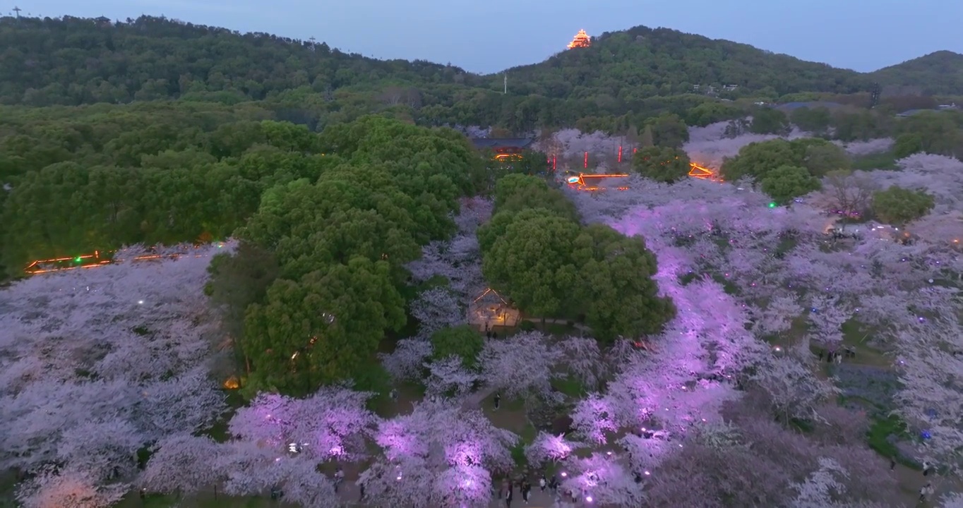 武汉东湖磨山樱花园春季风光视频素材